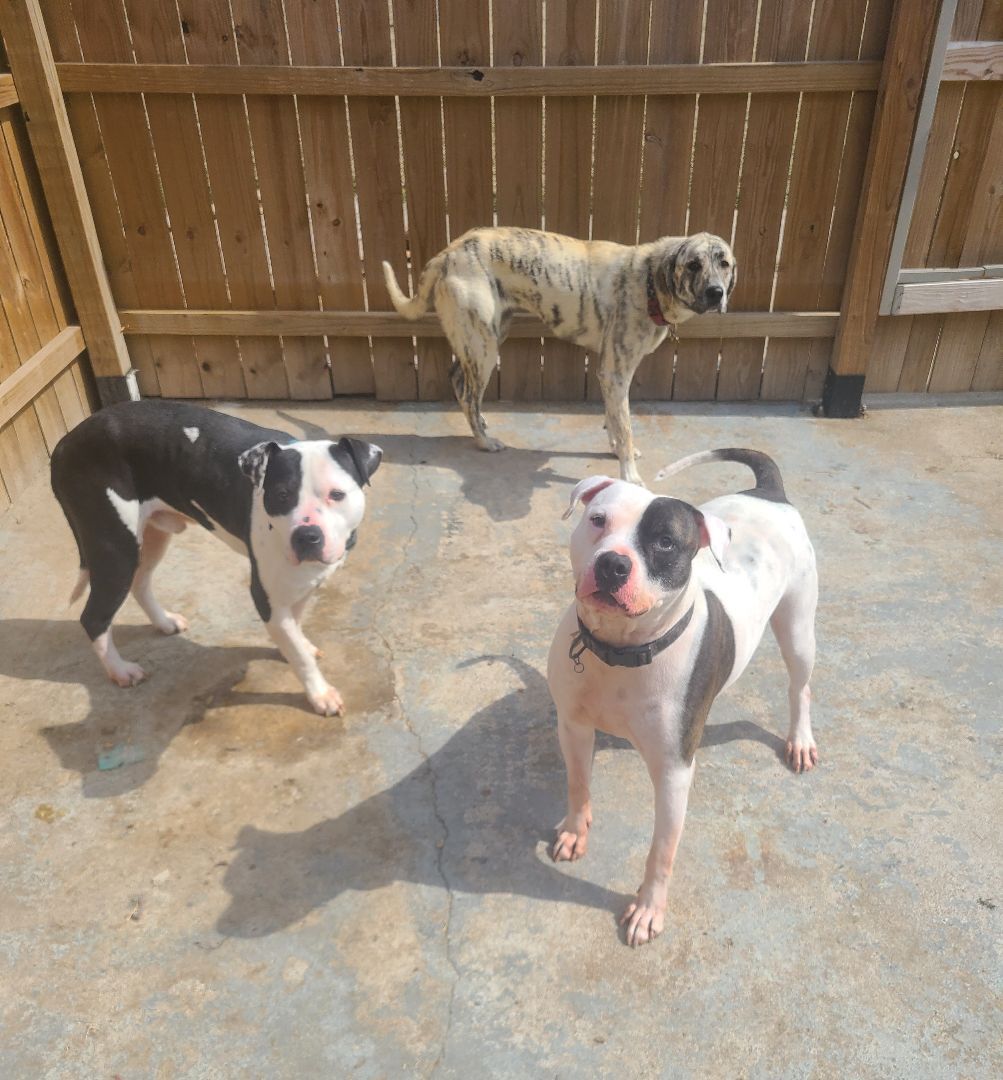 Enlarge DICE, a Adoptable mixed breed in TULSA, OK image 5/12