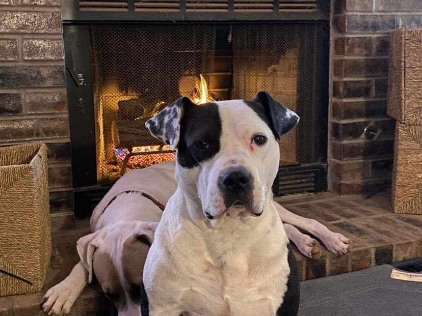 Enlarge DICE, a Adoptable mixed breed in TULSA, OK image 6/12