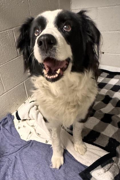 Scout, Adult Female Border Collie