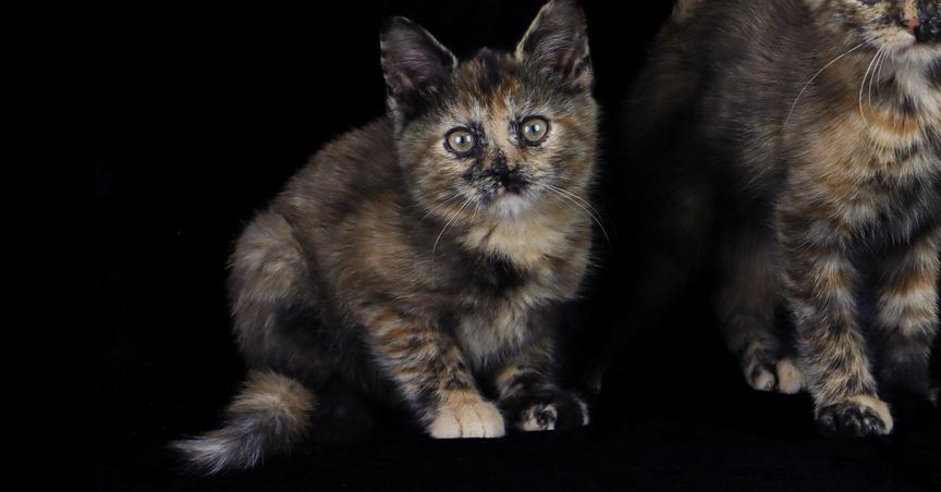 Enlarge Wichita, a Adoptable Domestic Short Hair in Lewisburg, TN image 1/1