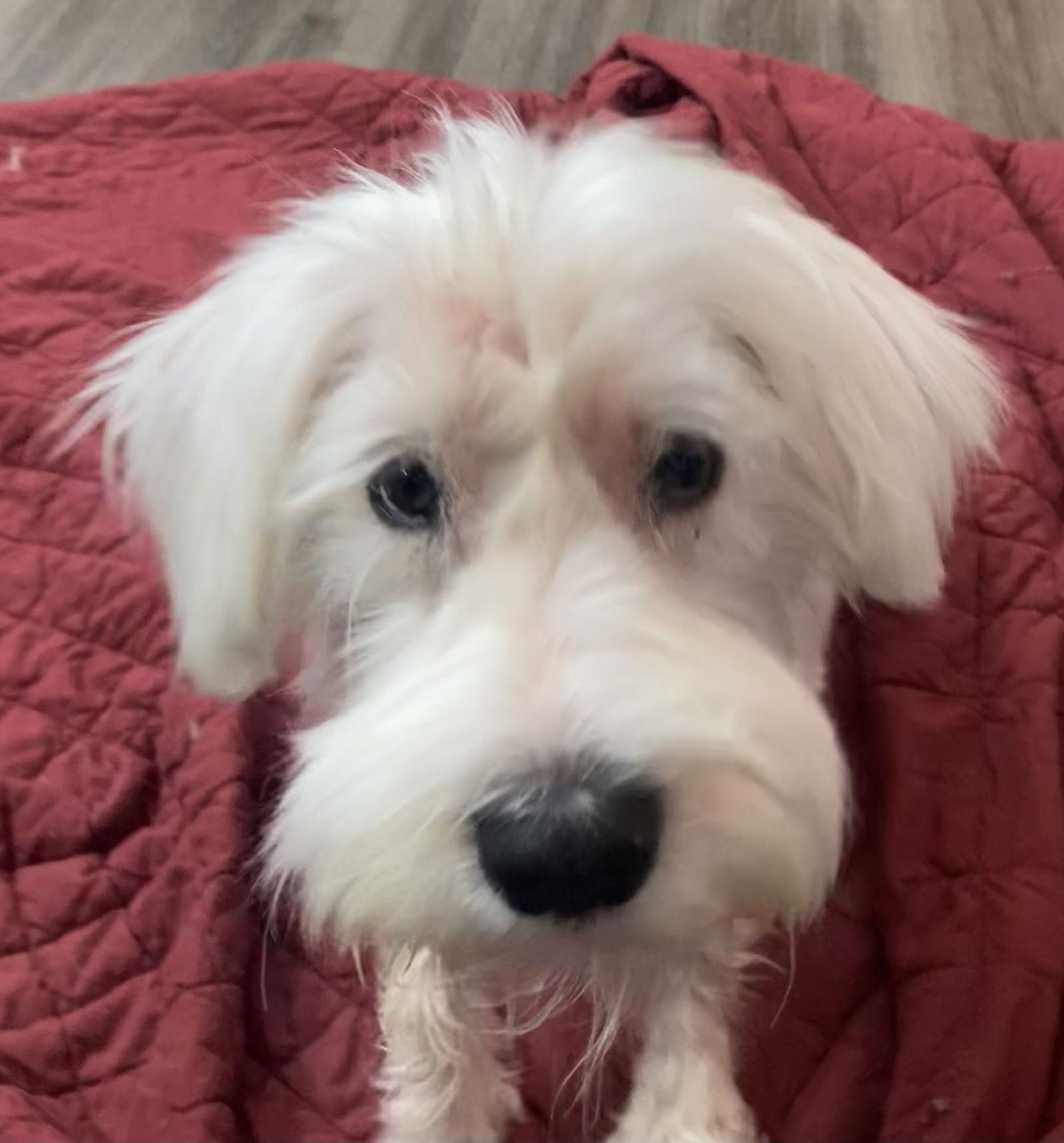 Chester, Adopted, Senior Male Schnauzer.