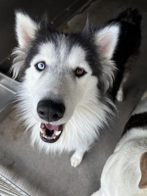 RJ, Adoptable, Adult Male Alaskan Malamute.