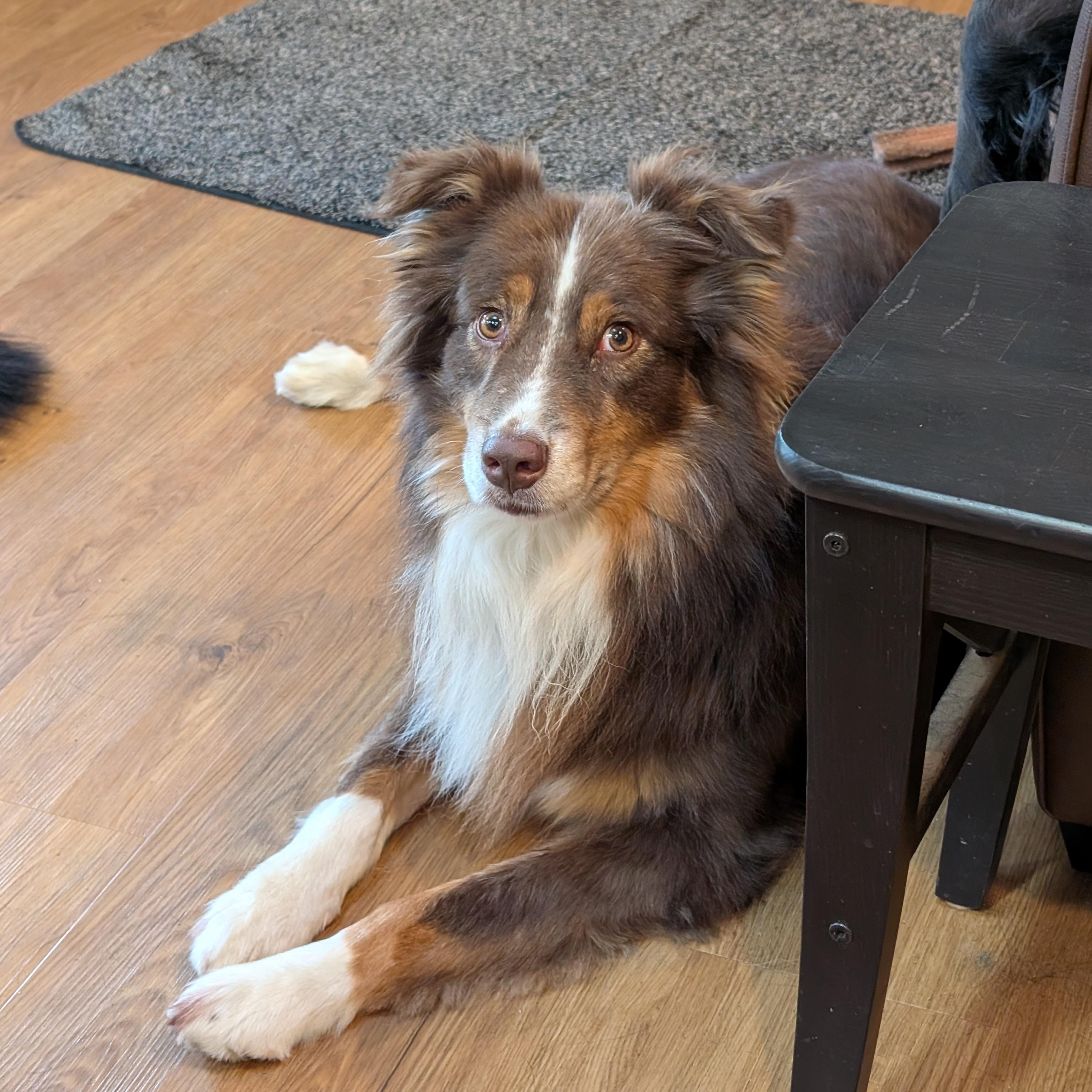 Enlarge Quarry - Aussie with a Healing Heart, a Adoptable Australian Shepherd in Seattle, WA image 1/4