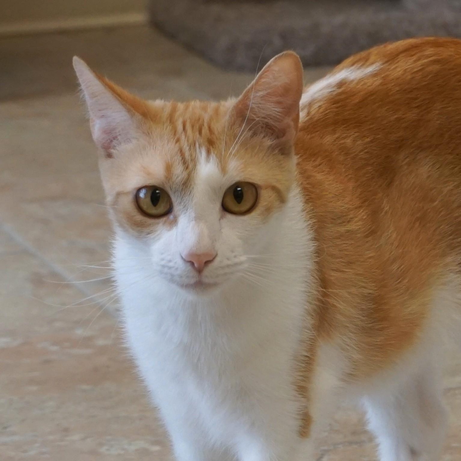 Enlarge Gemma, a ADOPTABLE Domestic Short Hair in Fountain Hills, AZ image 2/6
