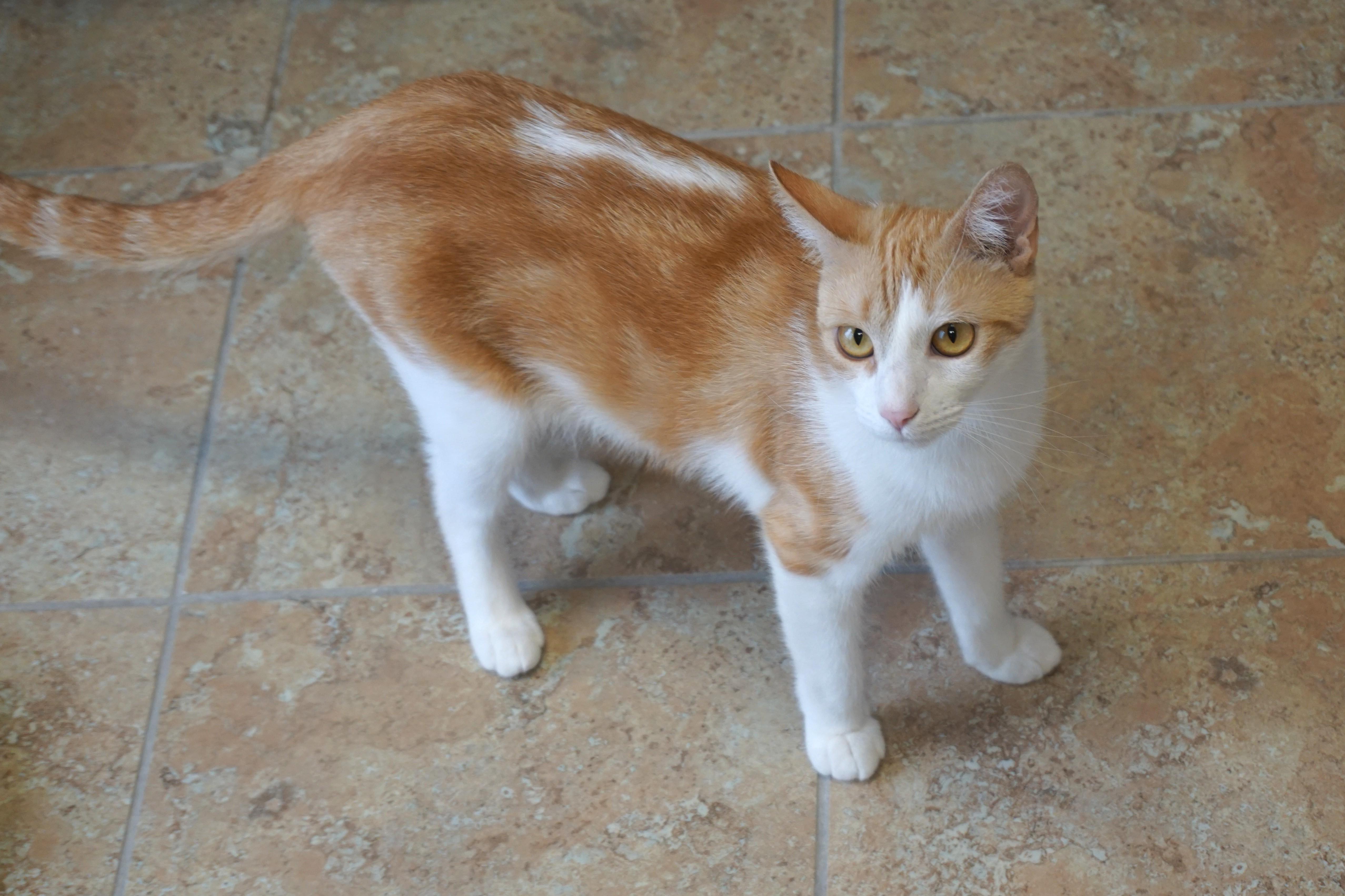 Enlarge Gemma, a ADOPTABLE Domestic Short Hair in Fountain Hills, AZ image 4/6