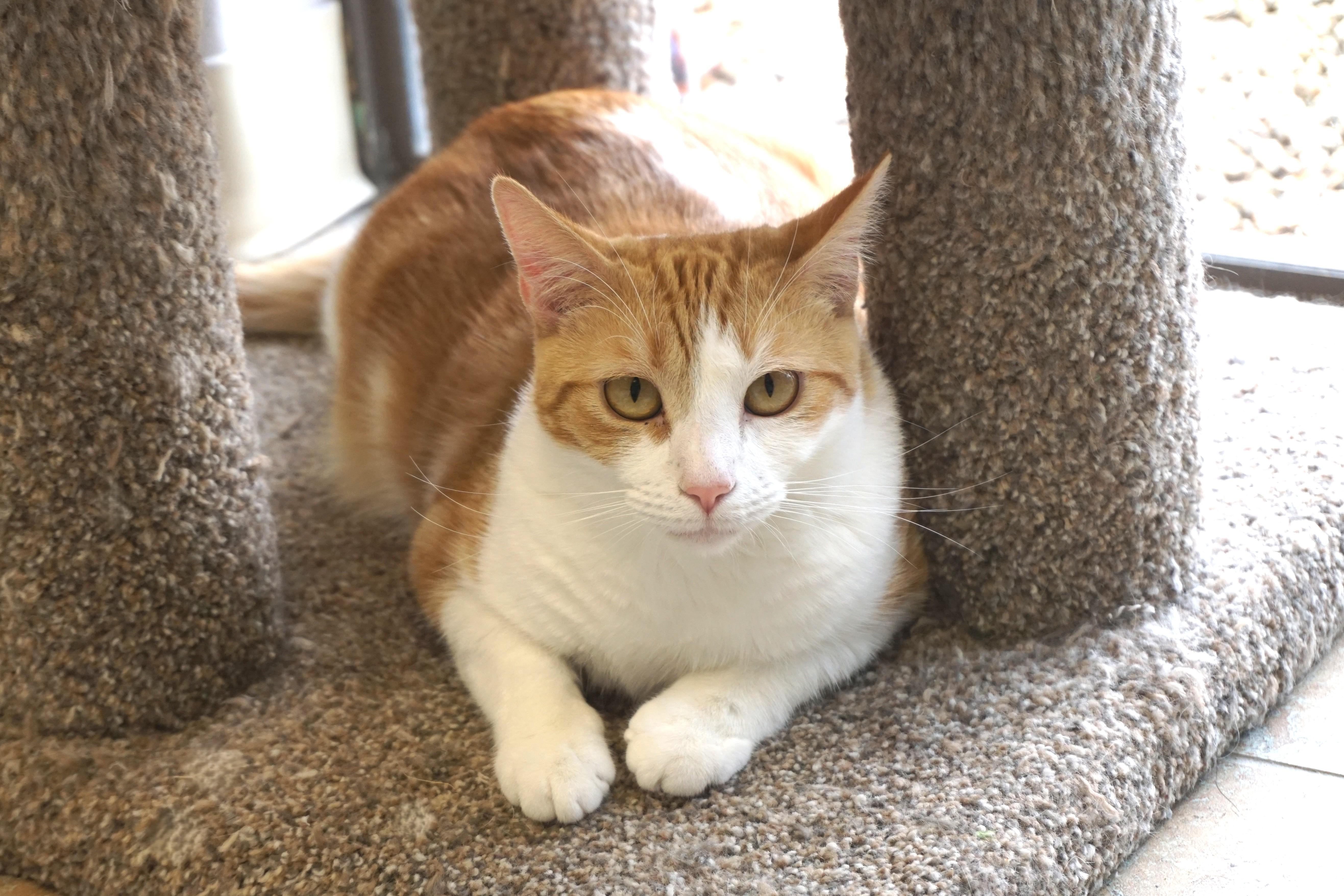 Enlarge Gemma, a Adoptable Domestic Short Hair in Fountain Hills, AZ image 5/6