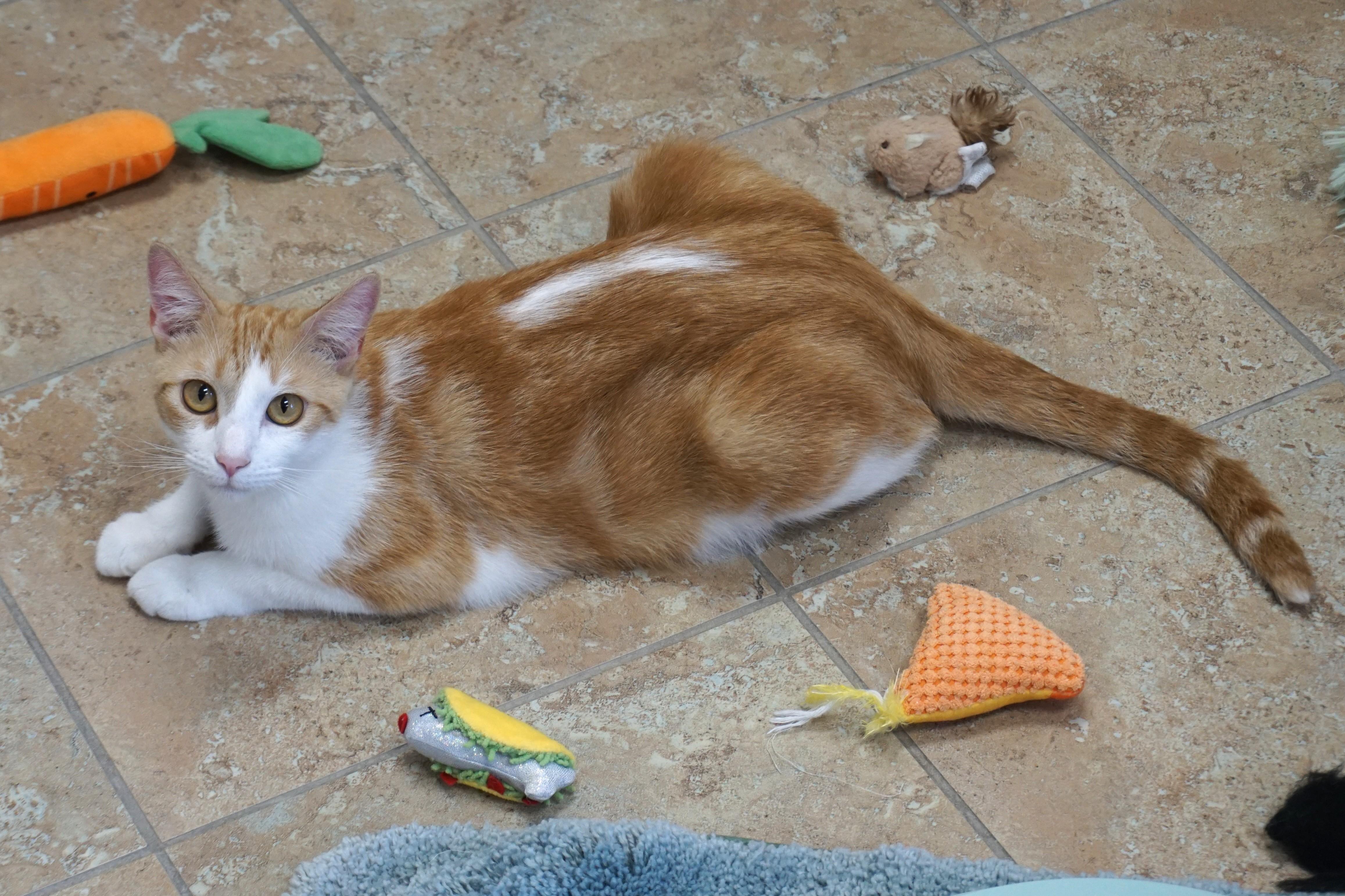 Enlarge Gemma, a Adoptable Domestic Short Hair in Fountain Hills, AZ image 1/6
