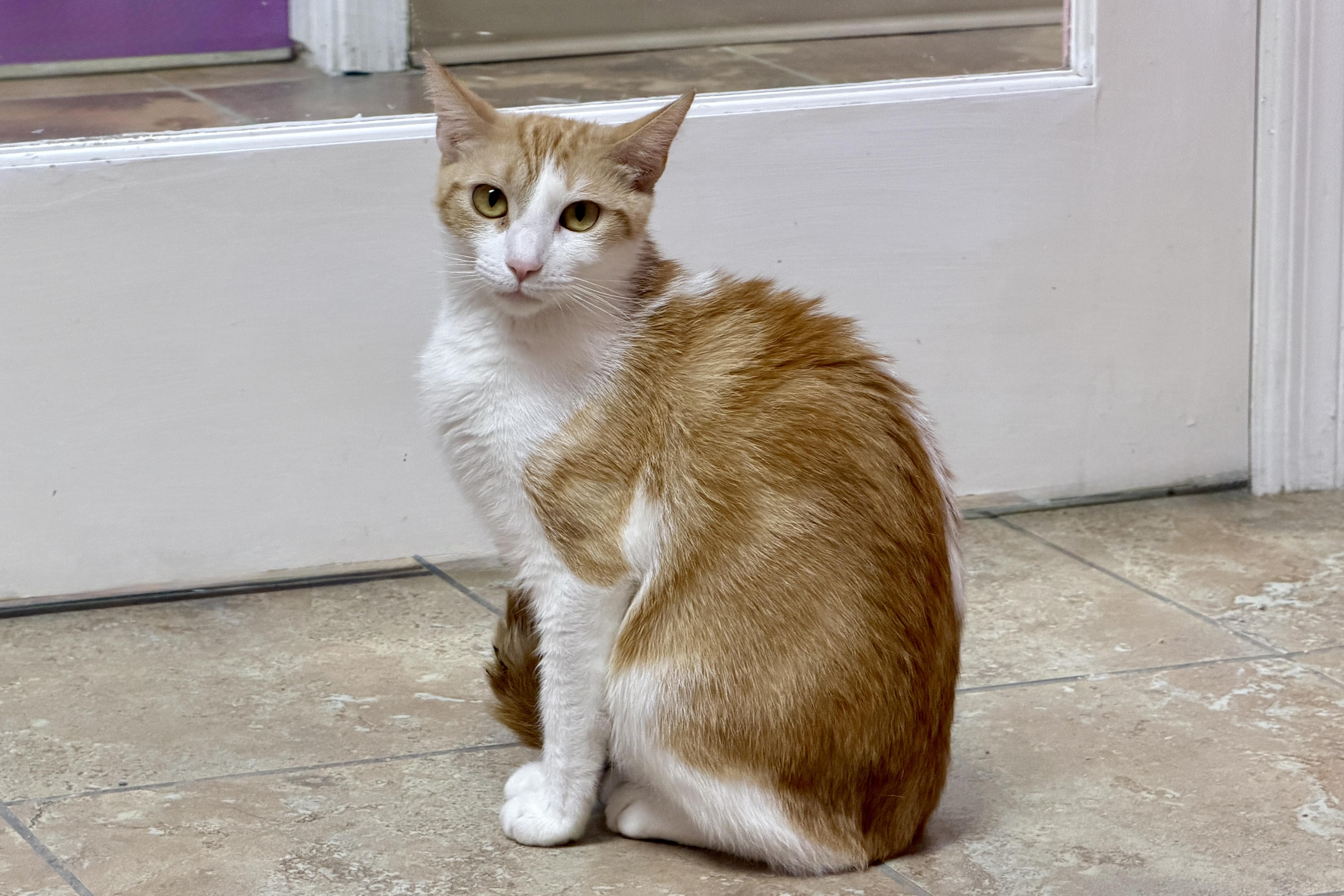Enlarge Gemma, a ADOPTABLE Domestic Short Hair in Fountain Hills, AZ image 5/6