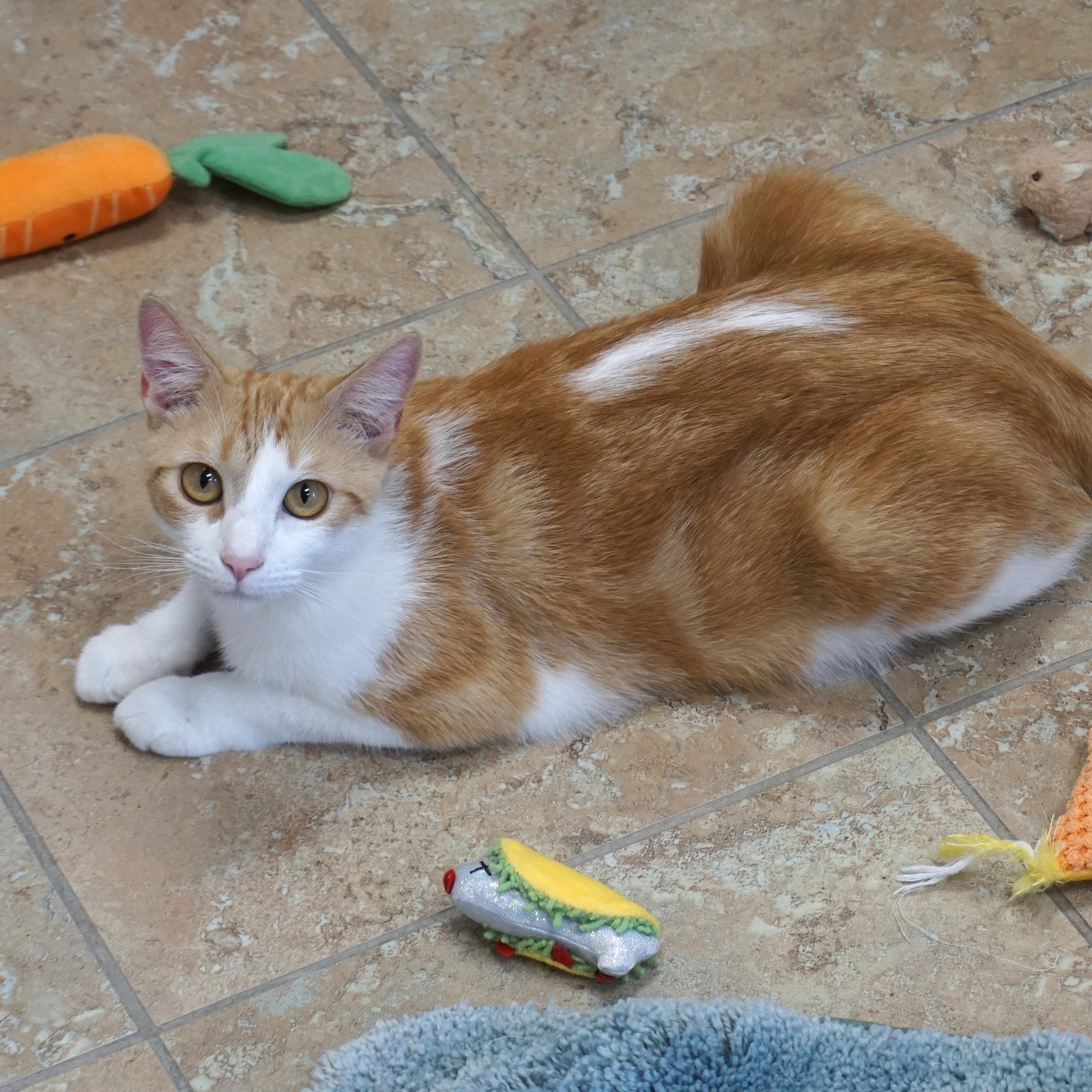 Gemma, ADOPTABLE, Adult Male Domestic Short Hair.