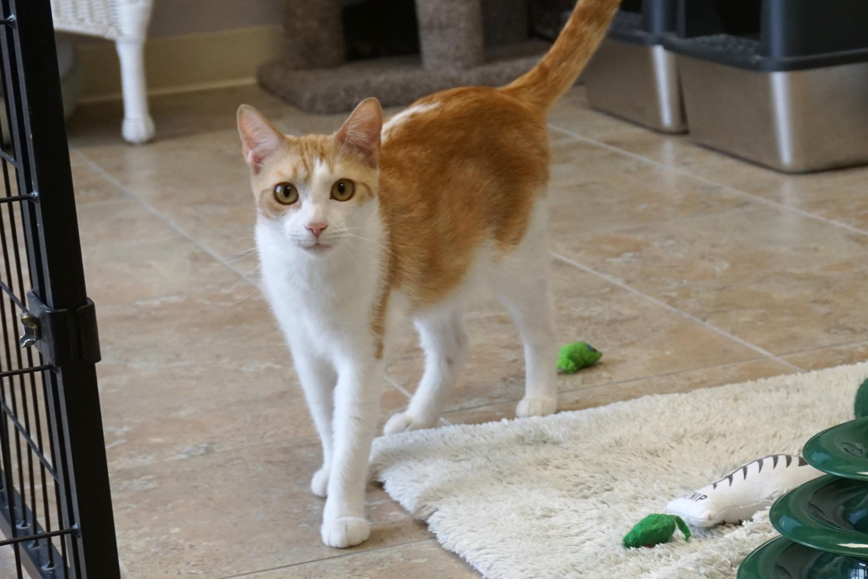 Enlarge Gemma, a ADOPTABLE Domestic Short Hair in Fountain Hills, AZ image 3/6
