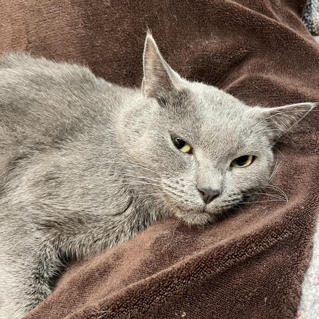 Enlarge Emory, a Adoptable mixed breed in Mount Juliet, TN image 3/4