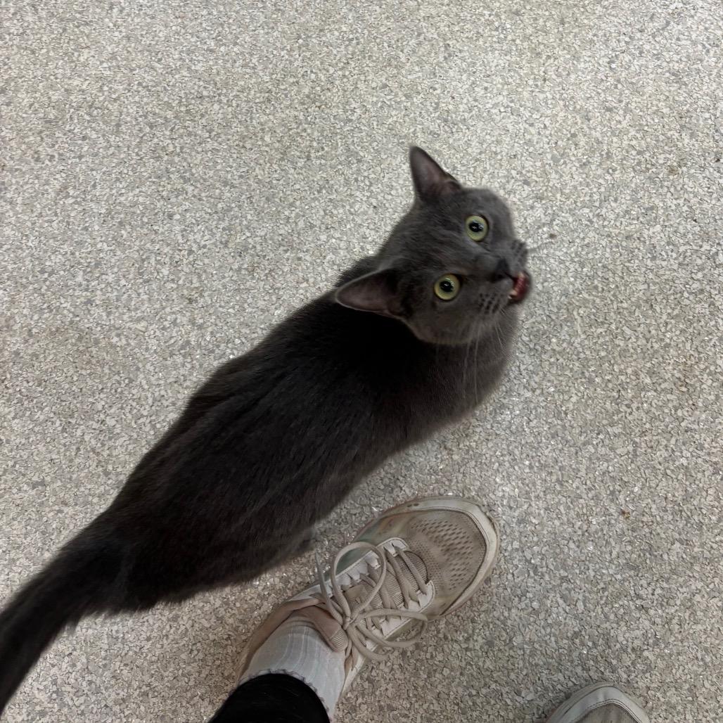 Emory, Adoptable, Adult Male Domestic Short Hair & Russian Blue.