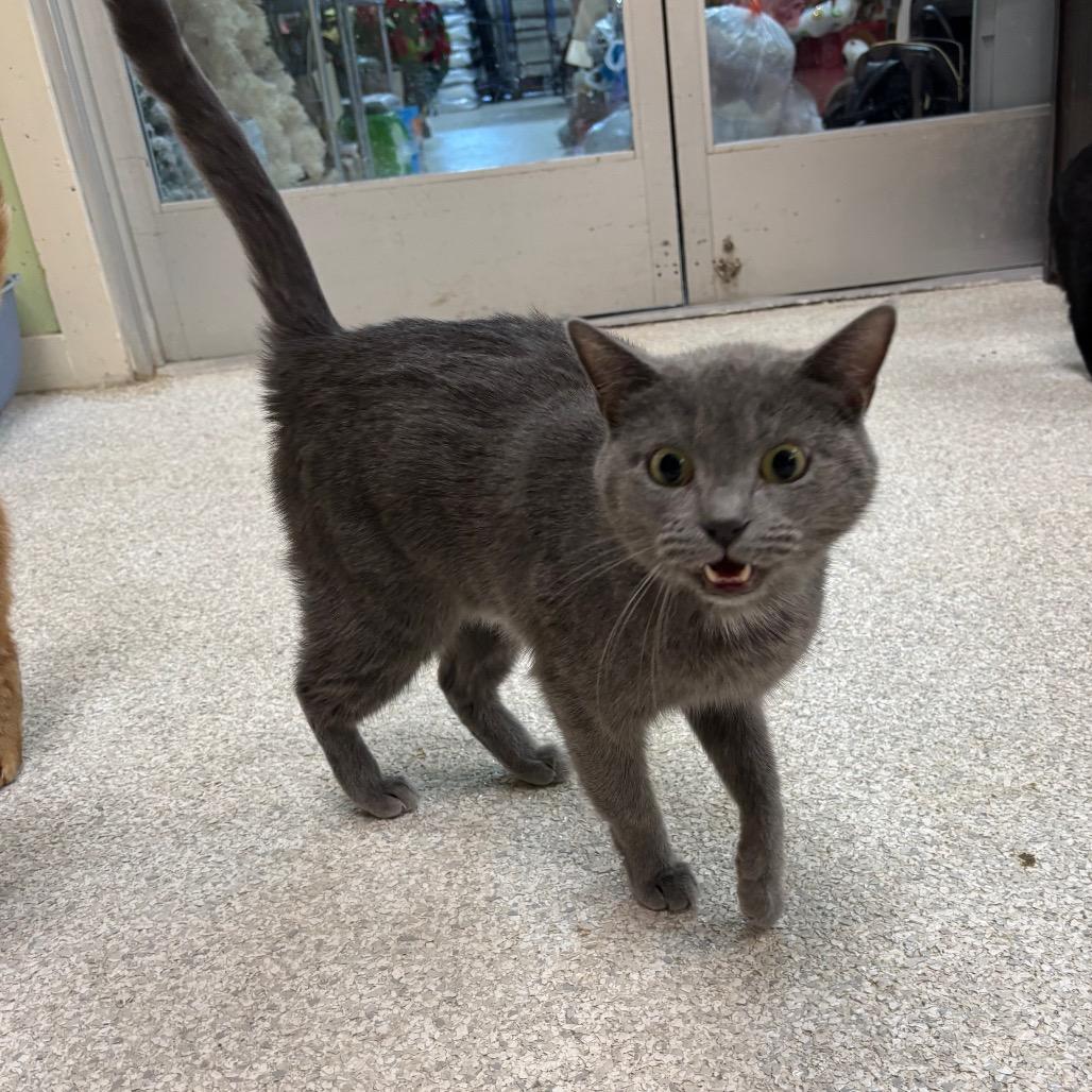 Emory, a Adoptable mixed breed in Mount Juliet, TN image 3/4