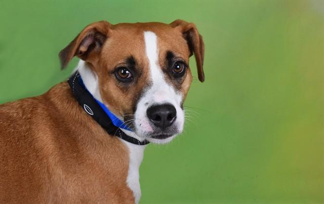 Enlarge TITO, a Adoptable mixed breed in Fort Lauderdale, FL image 1/1