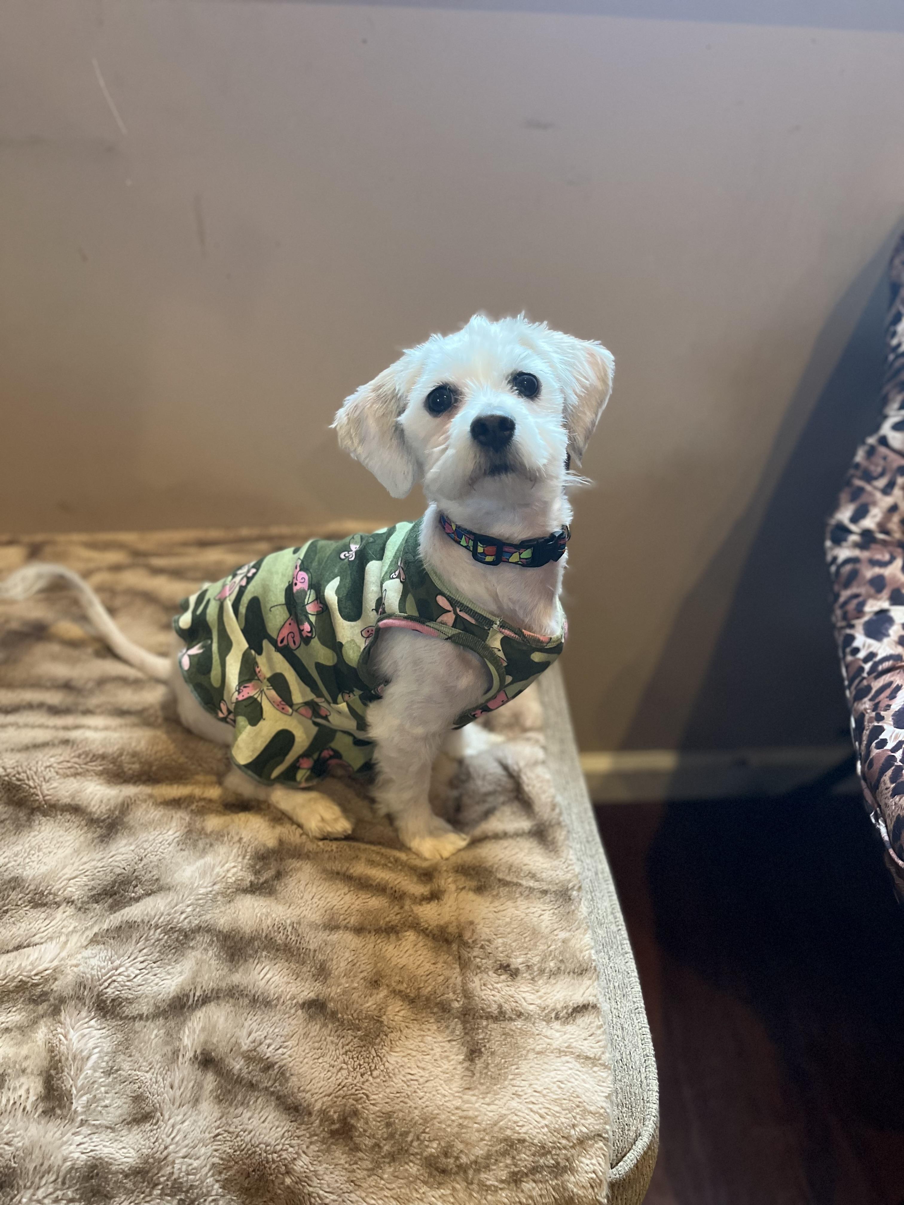 Lucy, a ADOPTABLE mixed breed in Egg Harbor City, NJ image 3/3