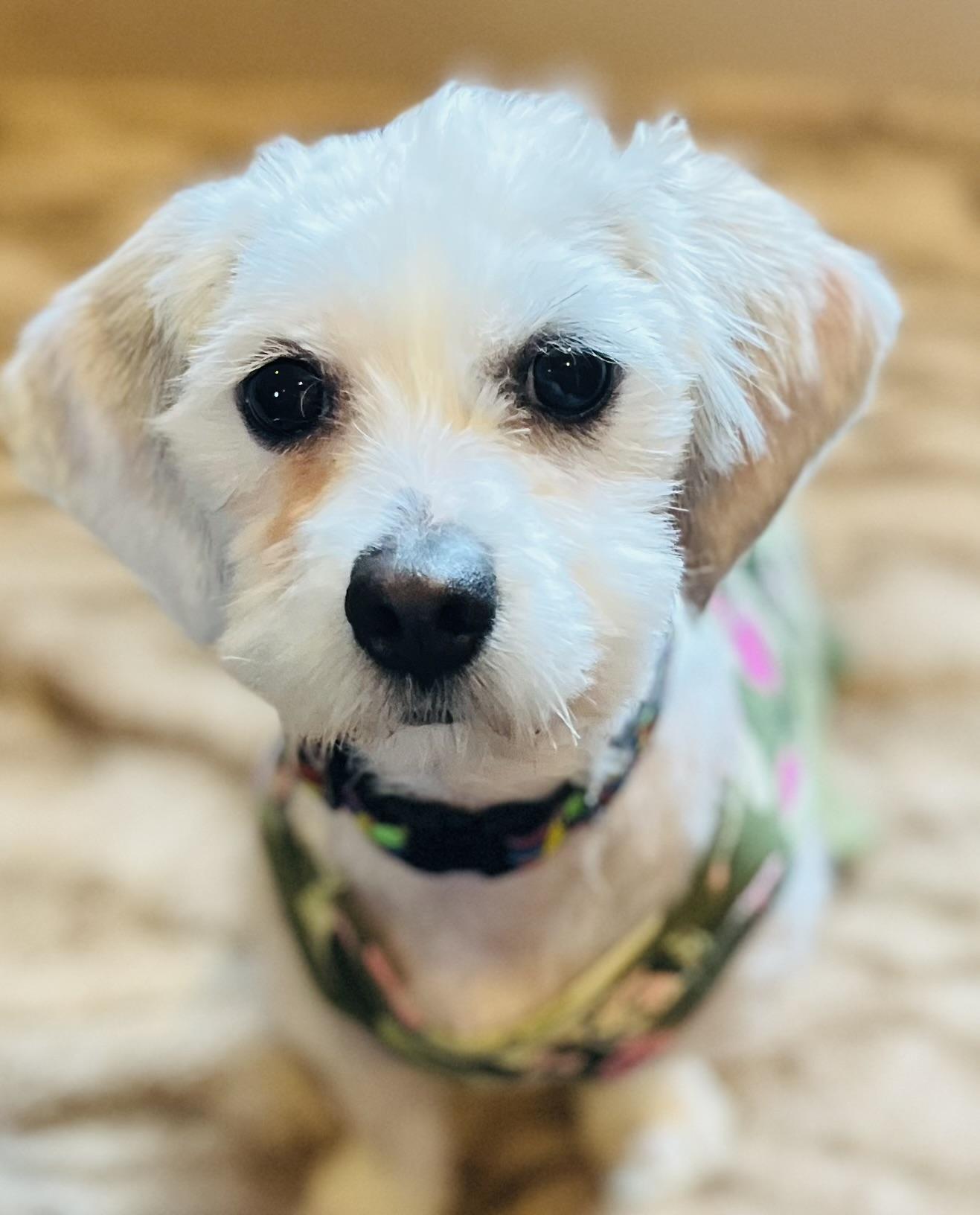 Lucy, ADOPTABLE, Young Female Maltese & Shih Tzu.