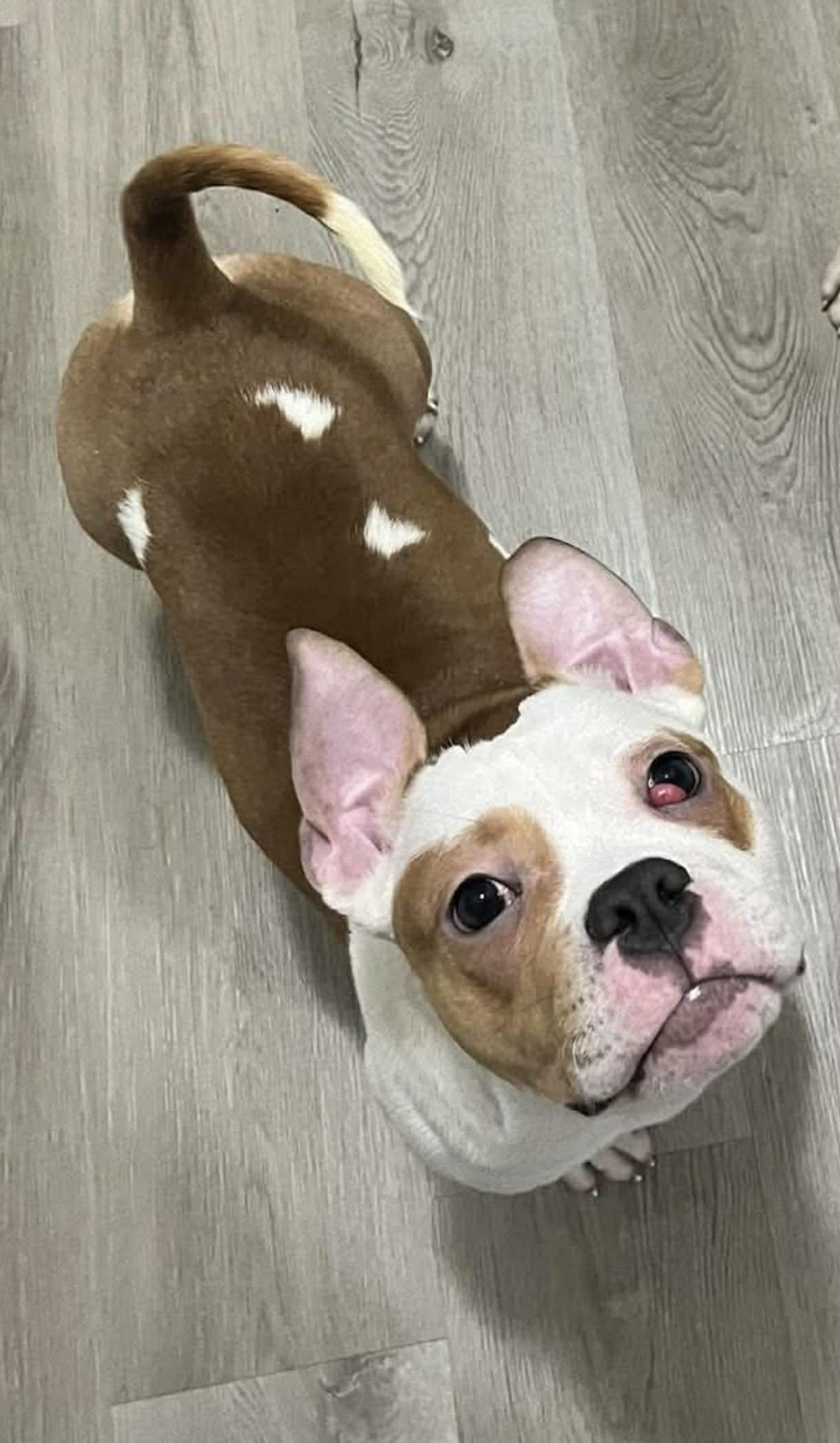 Enlarge Shug, a Adoptable mixed breed in Minneapolis, MN image 1/3