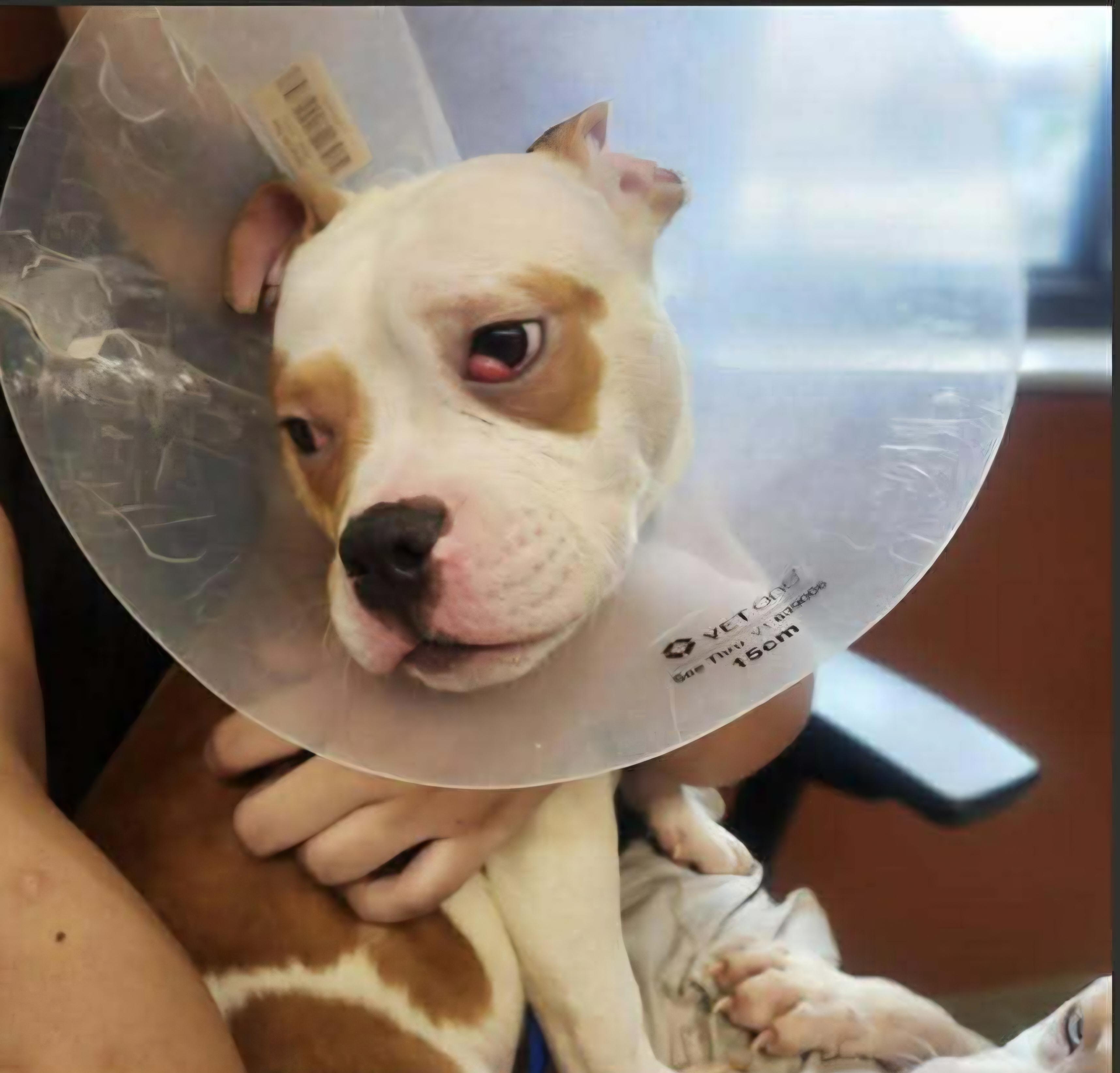 Enlarge Shug, a Adoptable mixed breed in Minneapolis, MN image 2/3