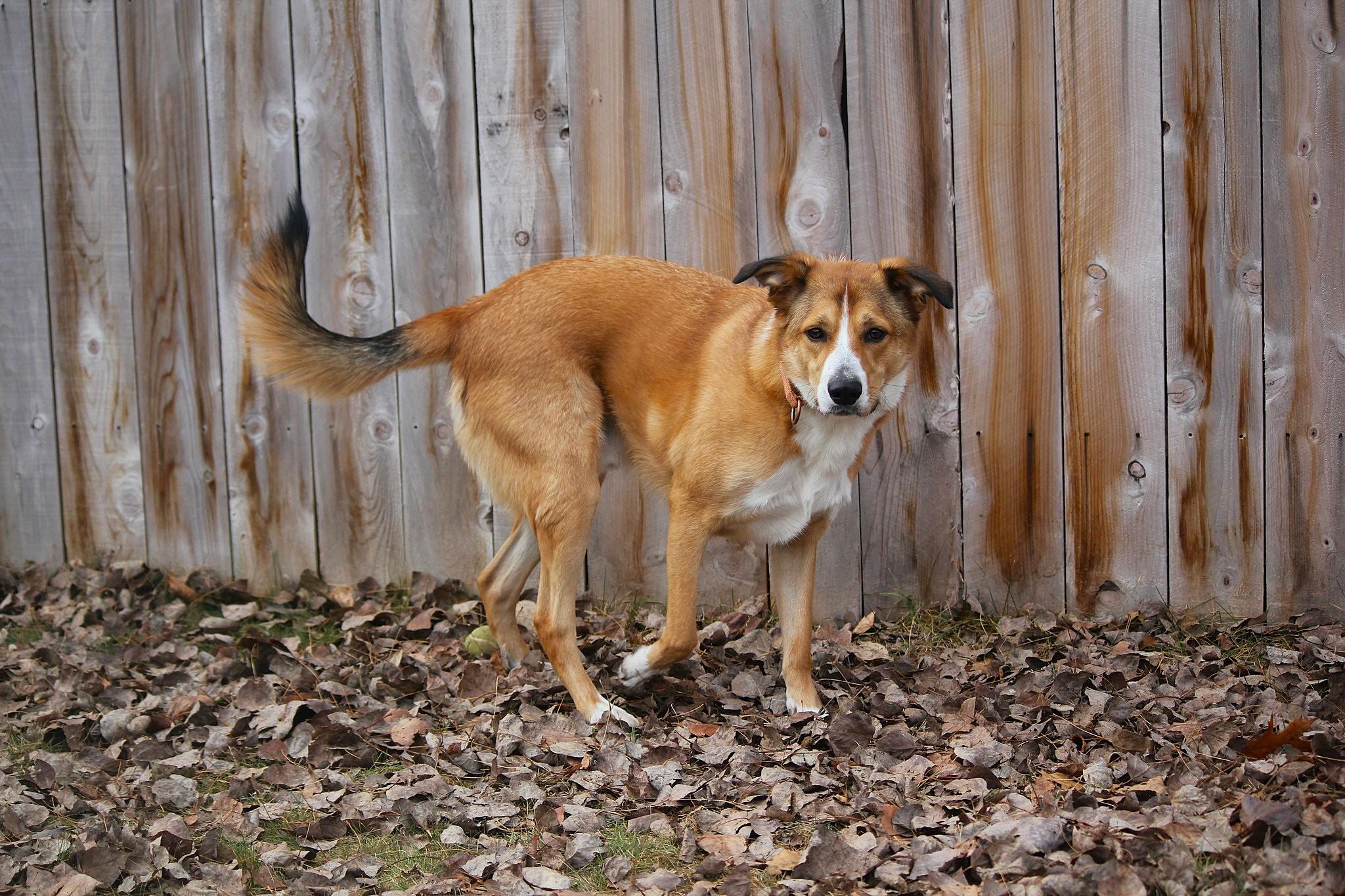 Frank, a Adoptable mixed breed in Hayward, WI image 3/3
