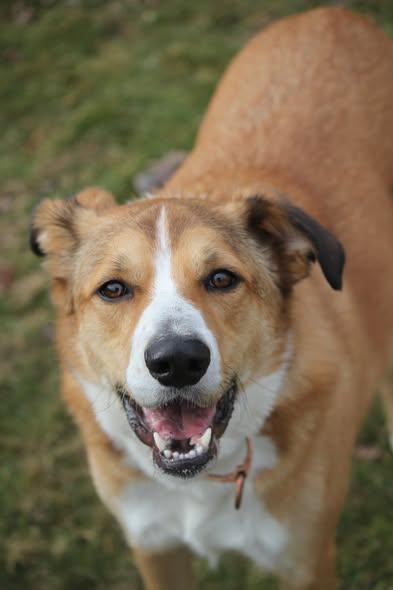 Enlarge Frank, a Adoptable mixed breed in Hayward, WI image 1/4