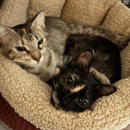 Enlarge Koala & Boo (Bonded Pair), a Adoptable Domestic Short Hair in Plymouth, MN image 1/1