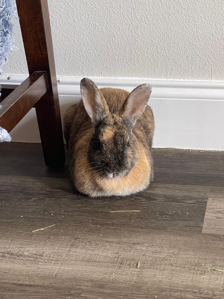 Enlarge Apple and Peach, a Adoptable American in Melbourne, FL image 1/5
