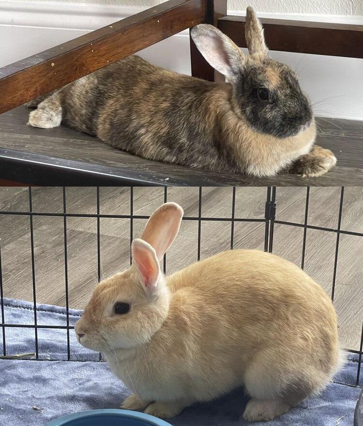 Apple and Peach, a Adoptable American in Melbourne, FL image 1/3