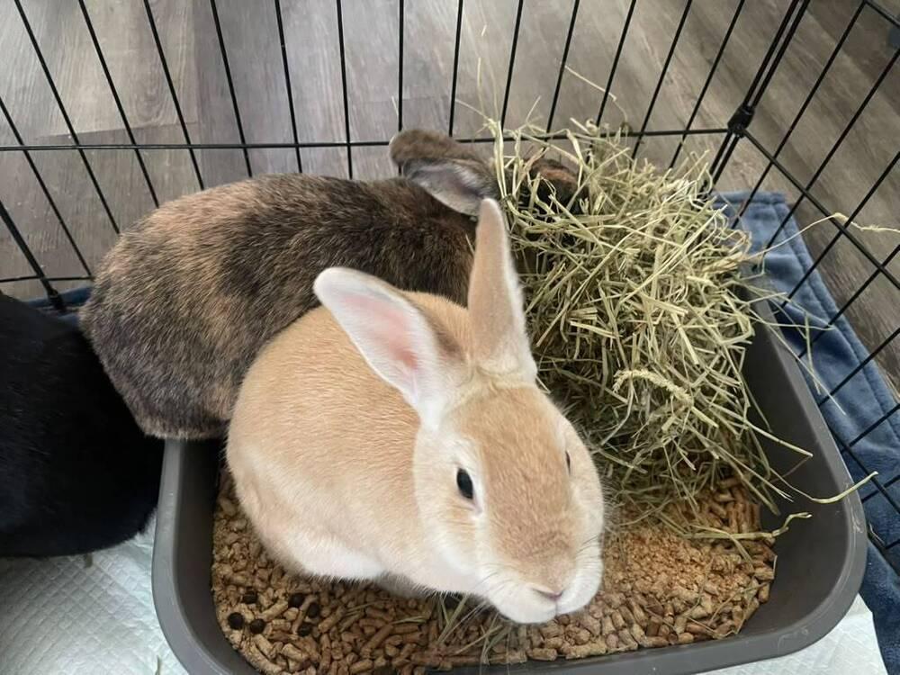 Apple and Peach, a Adoptable American in Melbourne, FL image 2/5