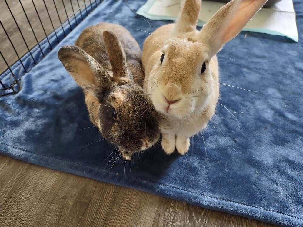 Apple and Peach, a Adoptable American in Melbourne, FL image 3/5