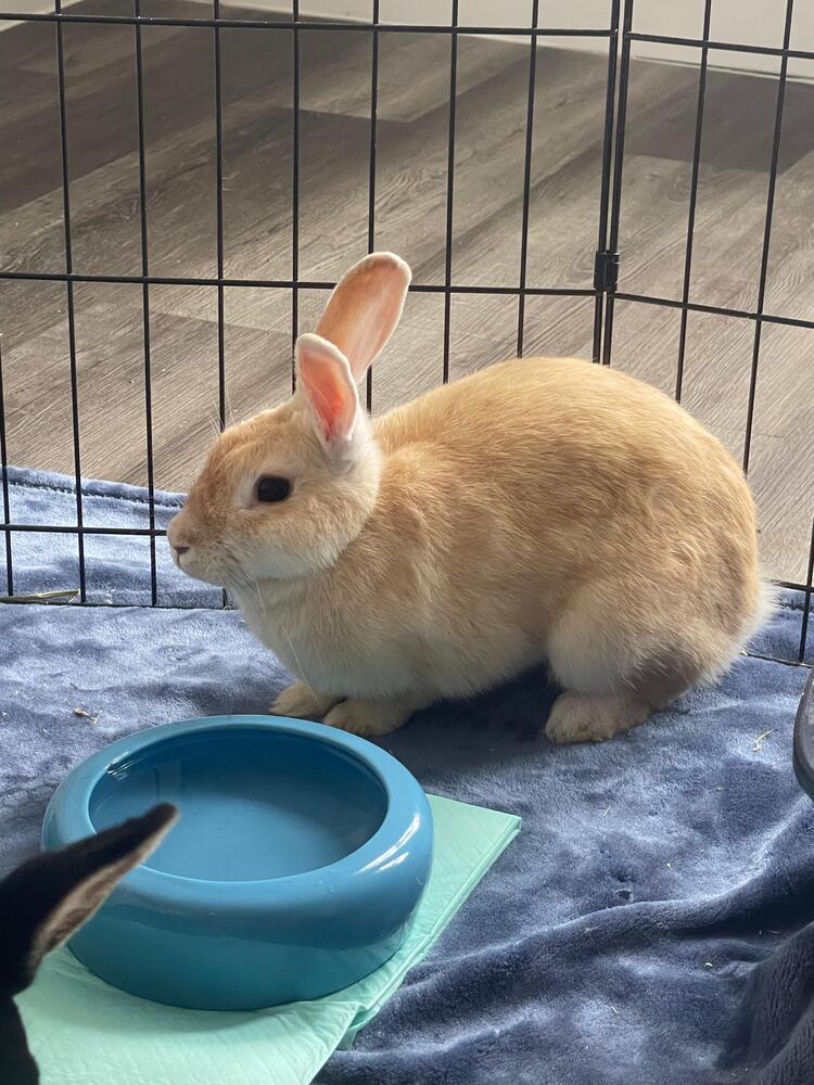 Enlarge Apple and Peach, a Adoptable American in Melbourne, FL image 2/5