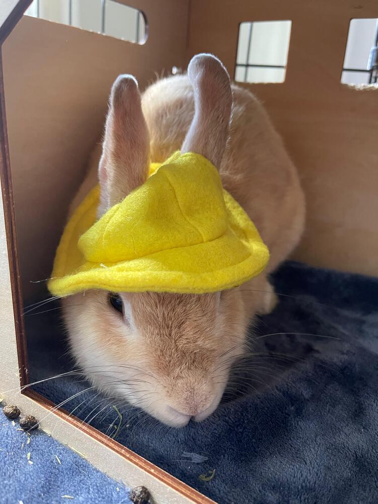 Enlarge Apple and Peach, a Adoptable American in Melbourne, FL image 3/5