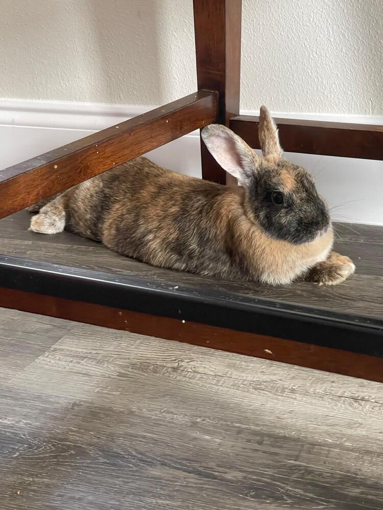 Enlarge Apple and Peach, a Adoptable American in Melbourne, FL image 4/5