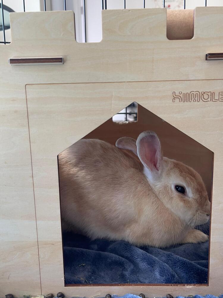 Enlarge Apple and Peach, a Adoptable American in Melbourne, FL image 5/5