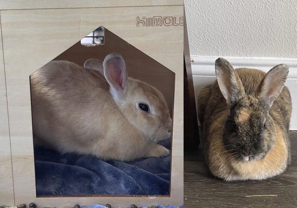 Apple and Peach, a Adoptable American in Melbourne, FL image 2/3