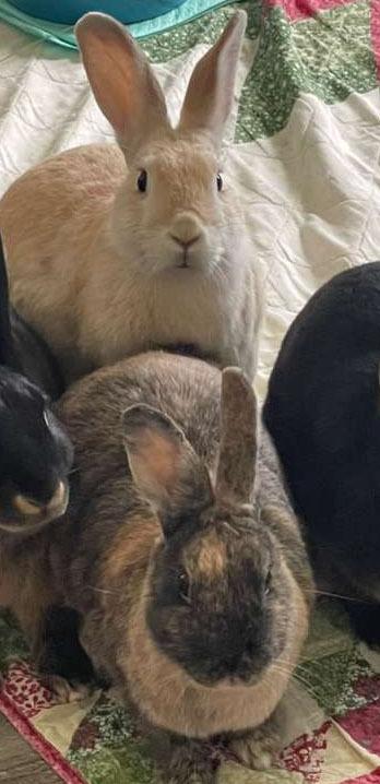 Apple and Peach, a Adoptable American in Melbourne, FL image 3/3