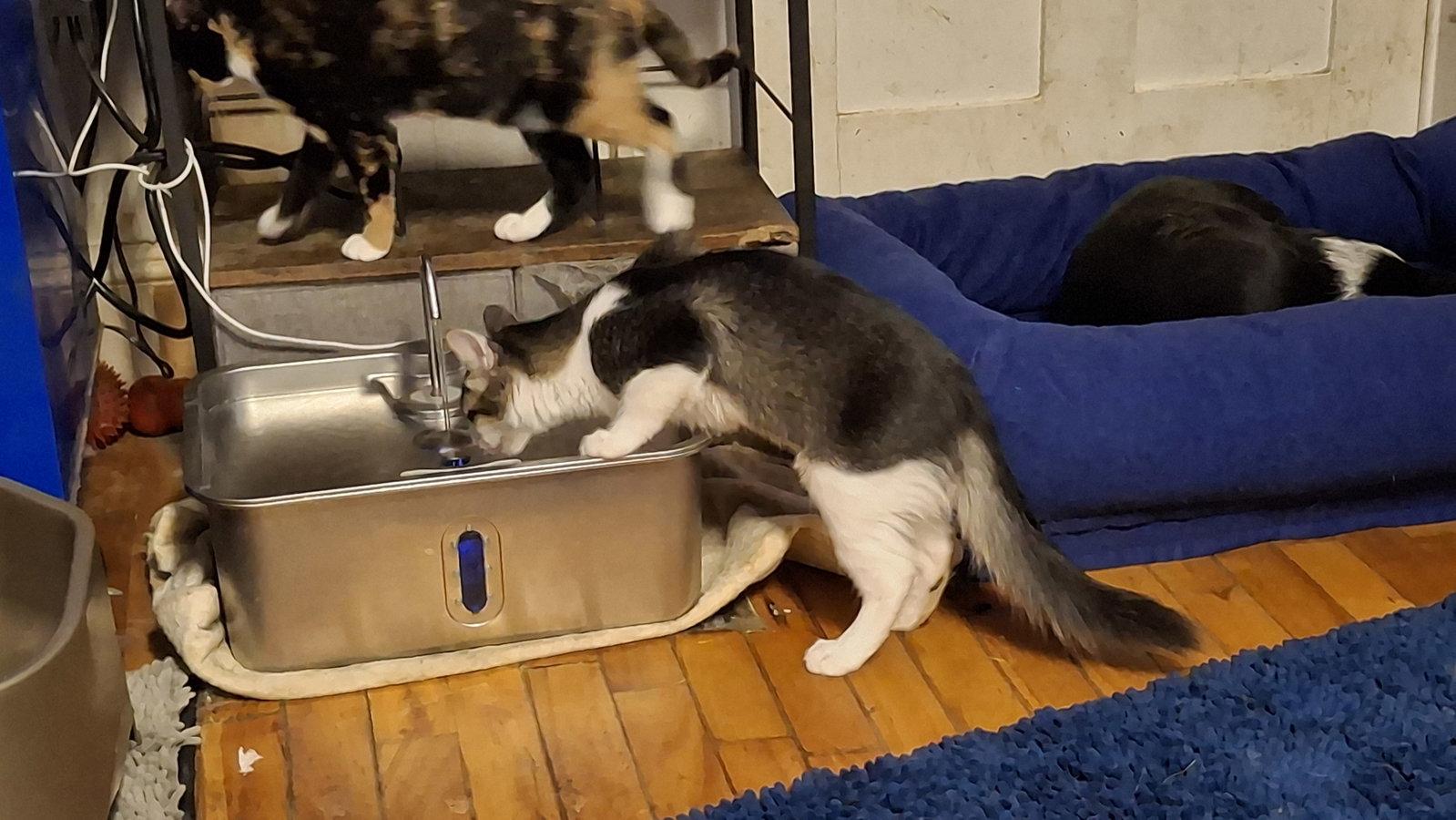 JAZZY - $150, Adopted, Kitten Female Domestic Medium Hair.