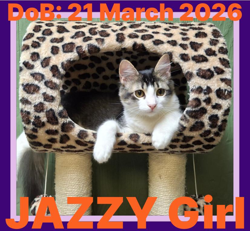 JAZZY - $150, a Adopted Domestic Medium Hair in Sebec, ME image 2/3
