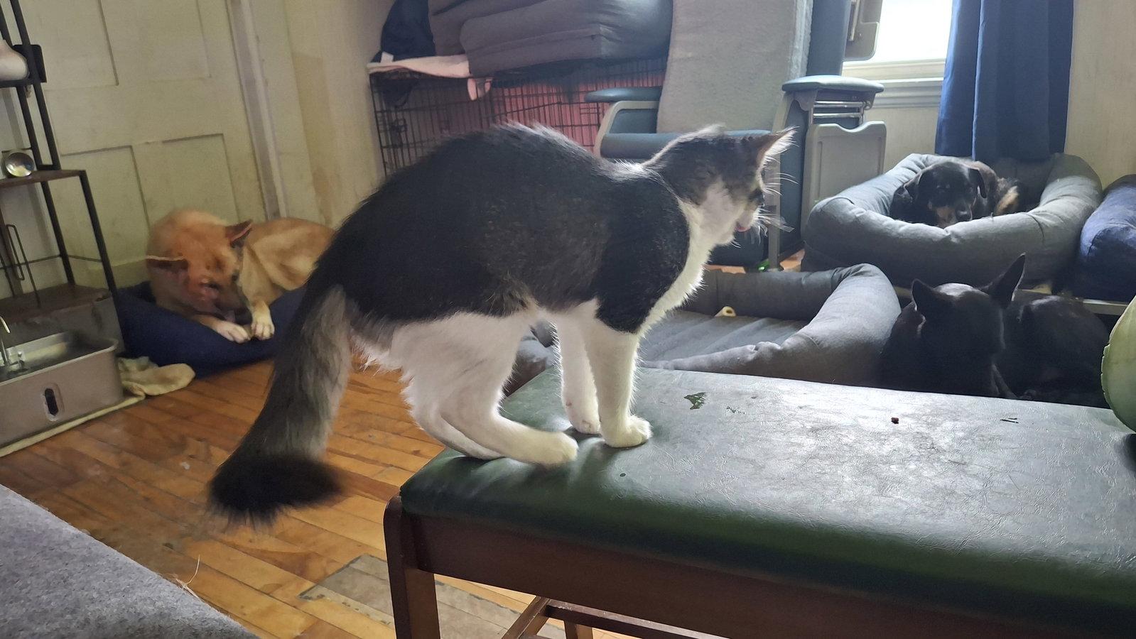 JAZZY - $150, a Adopted Domestic Medium Hair in Sebec, ME image 3/3