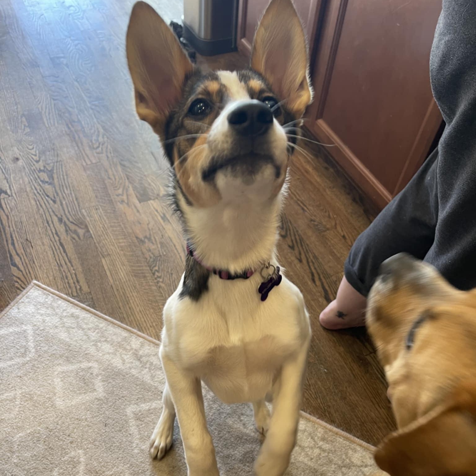 SCOUT, a ADOPTABLE mixed breed in Loveland, CO image 4/6