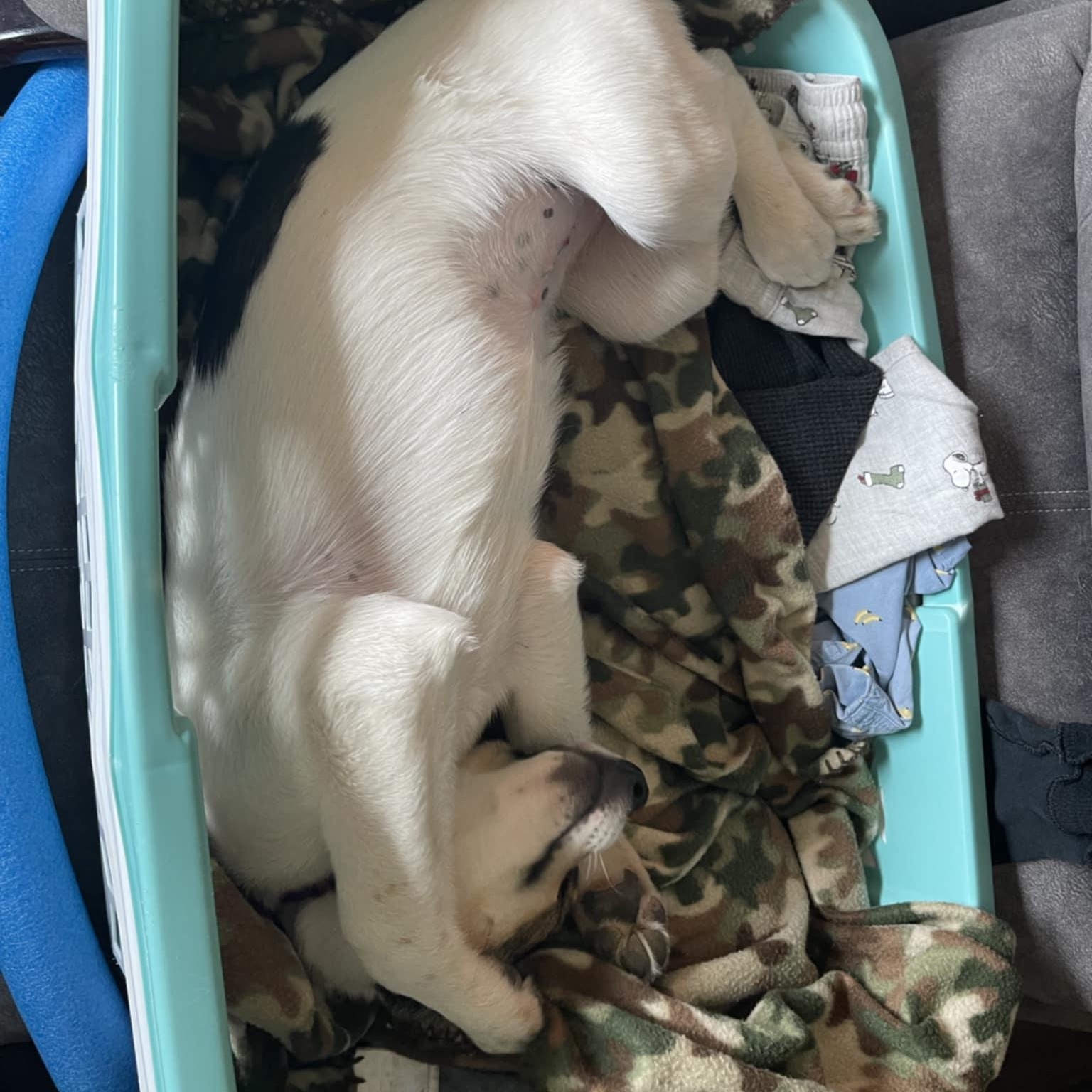 SCOUT, a ADOPTABLE mixed breed in Loveland, CO image 5/6