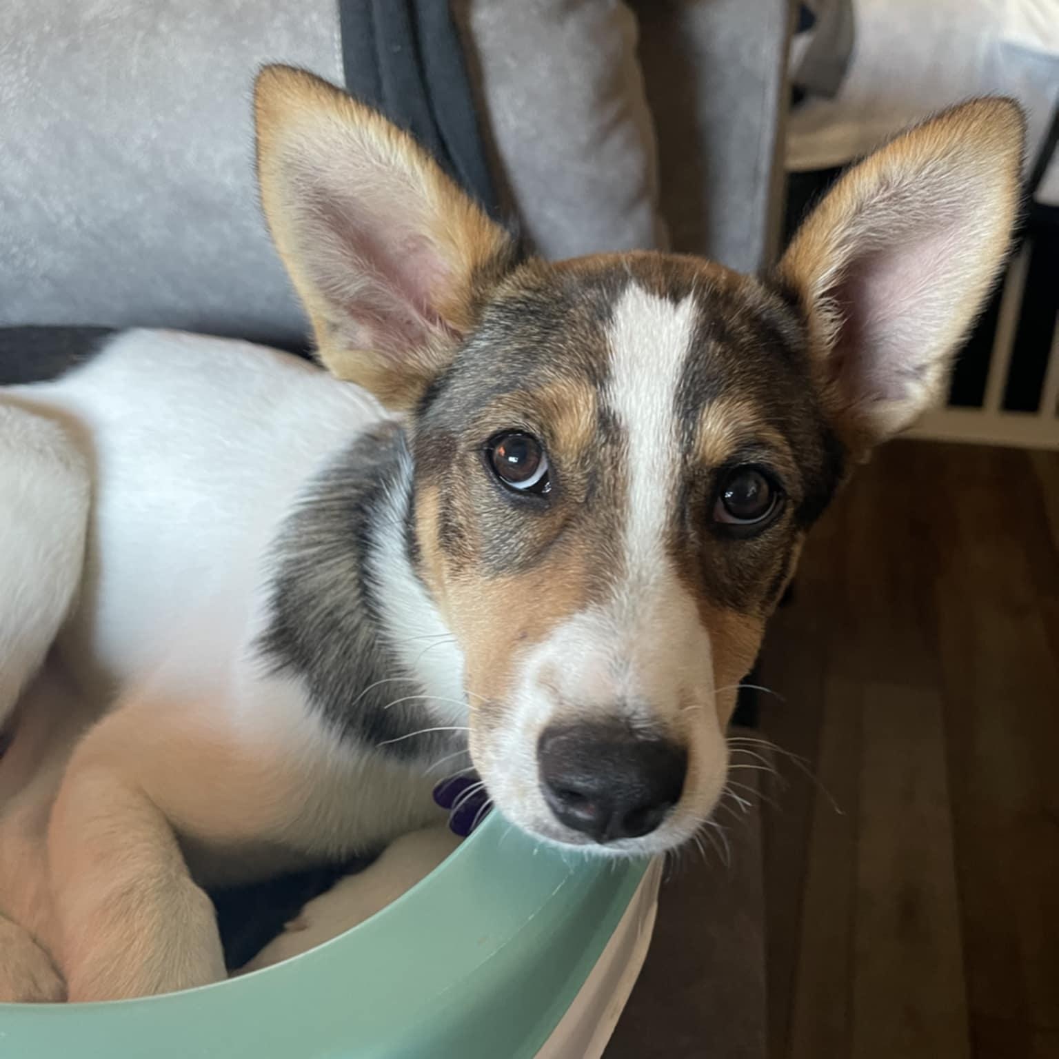 SCOUT, a ADOPTABLE mixed breed in Loveland, CO image 6/6