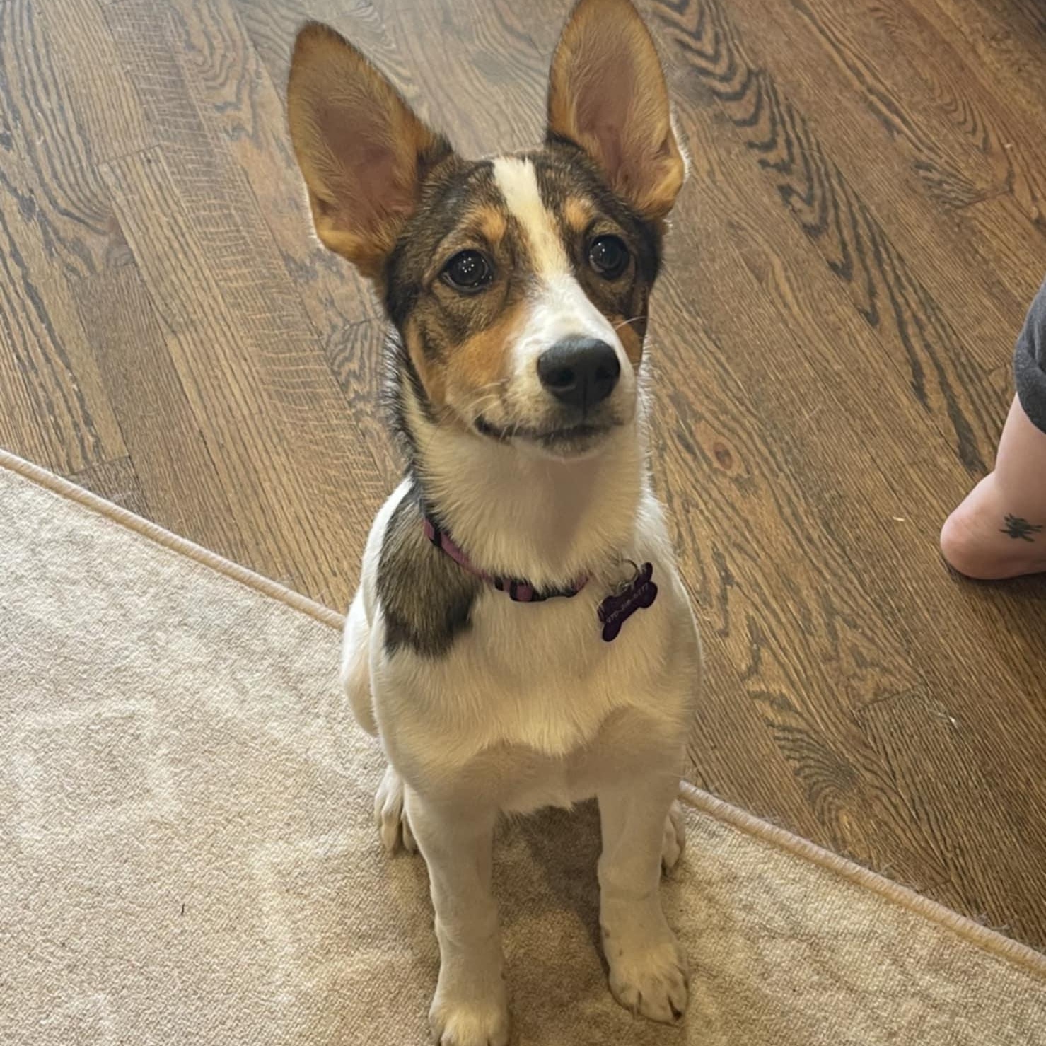 SCOUT, a ADOPTABLE mixed breed in Loveland, CO image 2/6