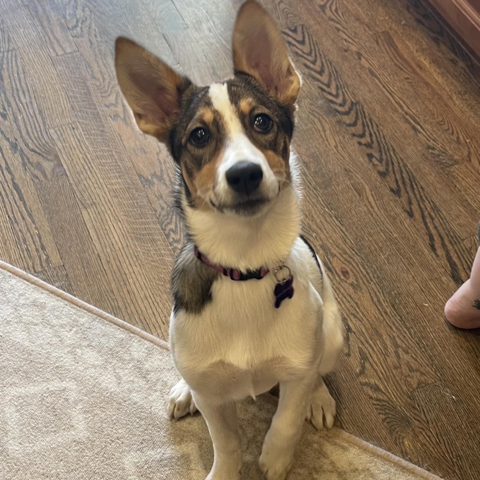 SCOUT, a ADOPTABLE mixed breed in Loveland, CO image 1/6