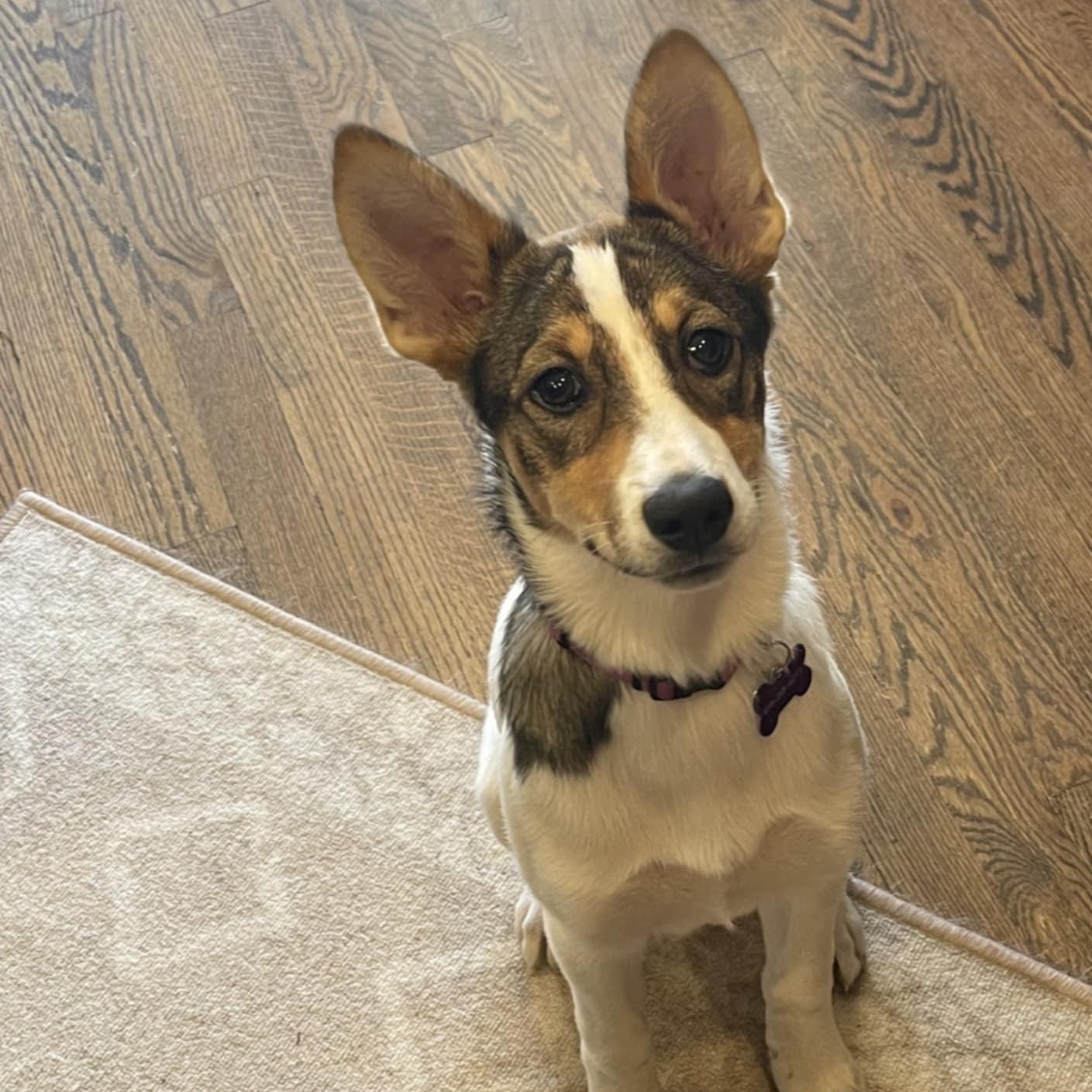 SCOUT, a ADOPTABLE mixed breed in Loveland, CO image 3/6