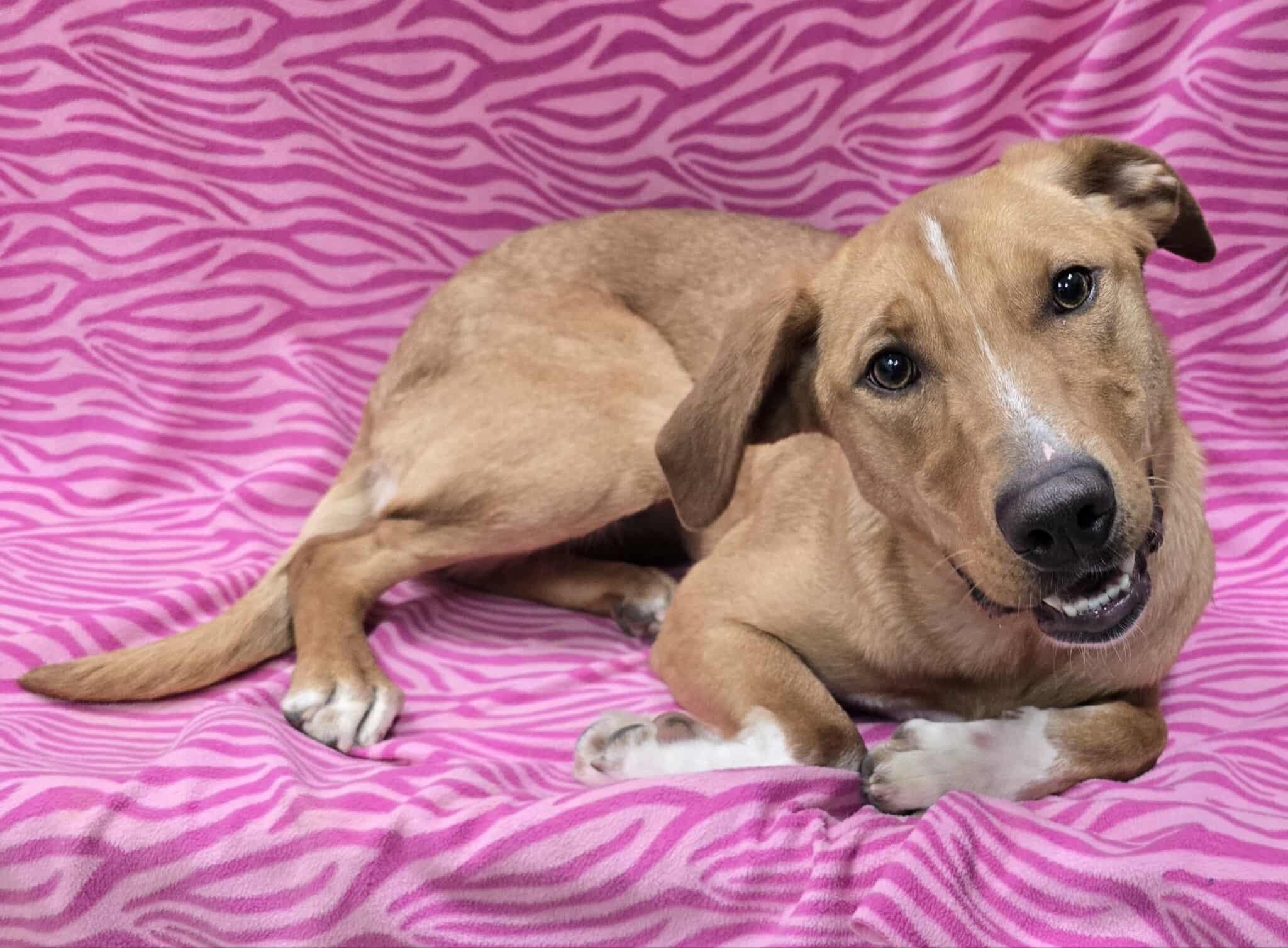 Socks, a ADOPTABLE Mixed Breed in Frankfort, IN image 4/5