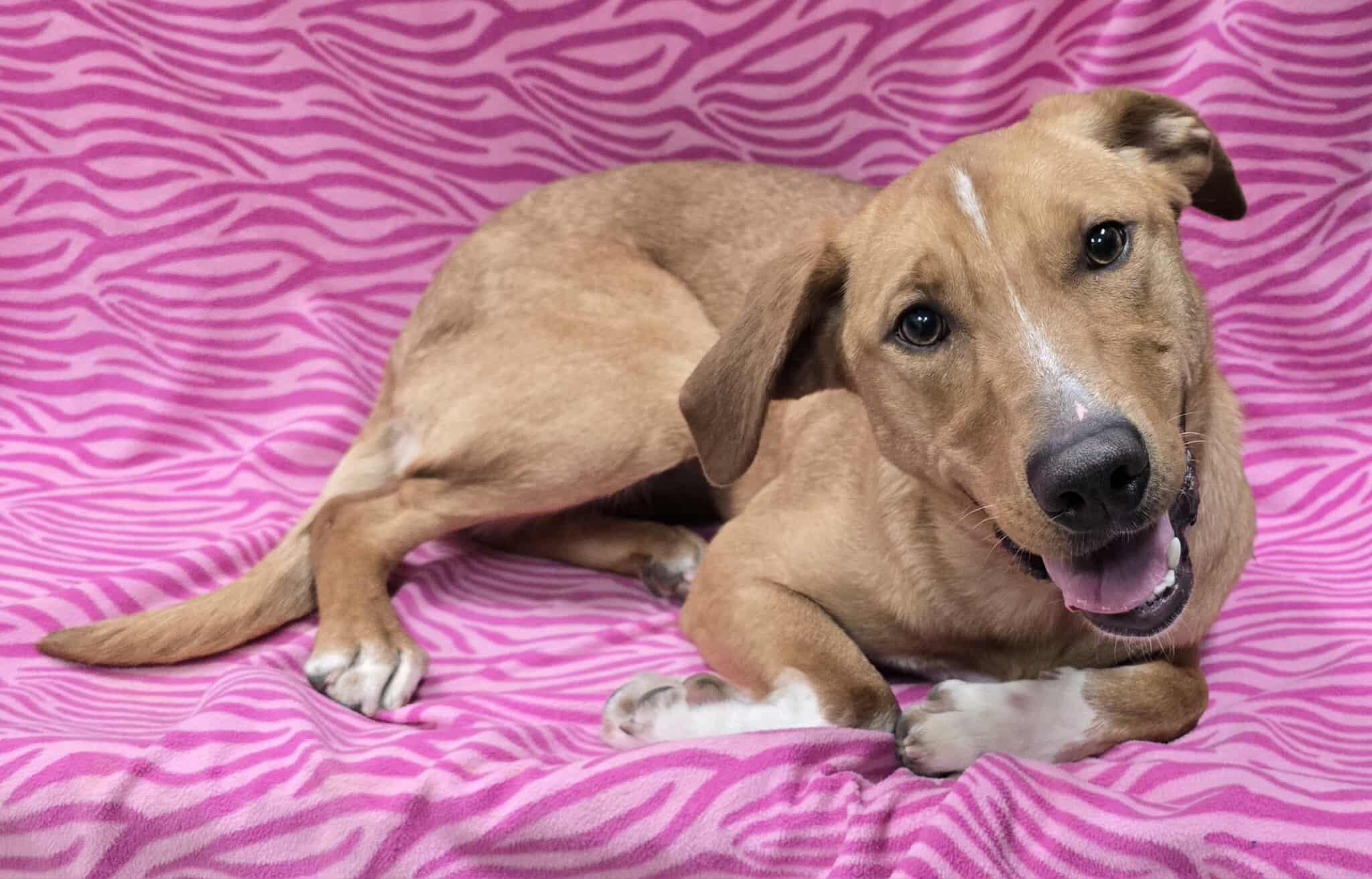 Socks, a ADOPTABLE Mixed Breed in Frankfort, IN image 2/5