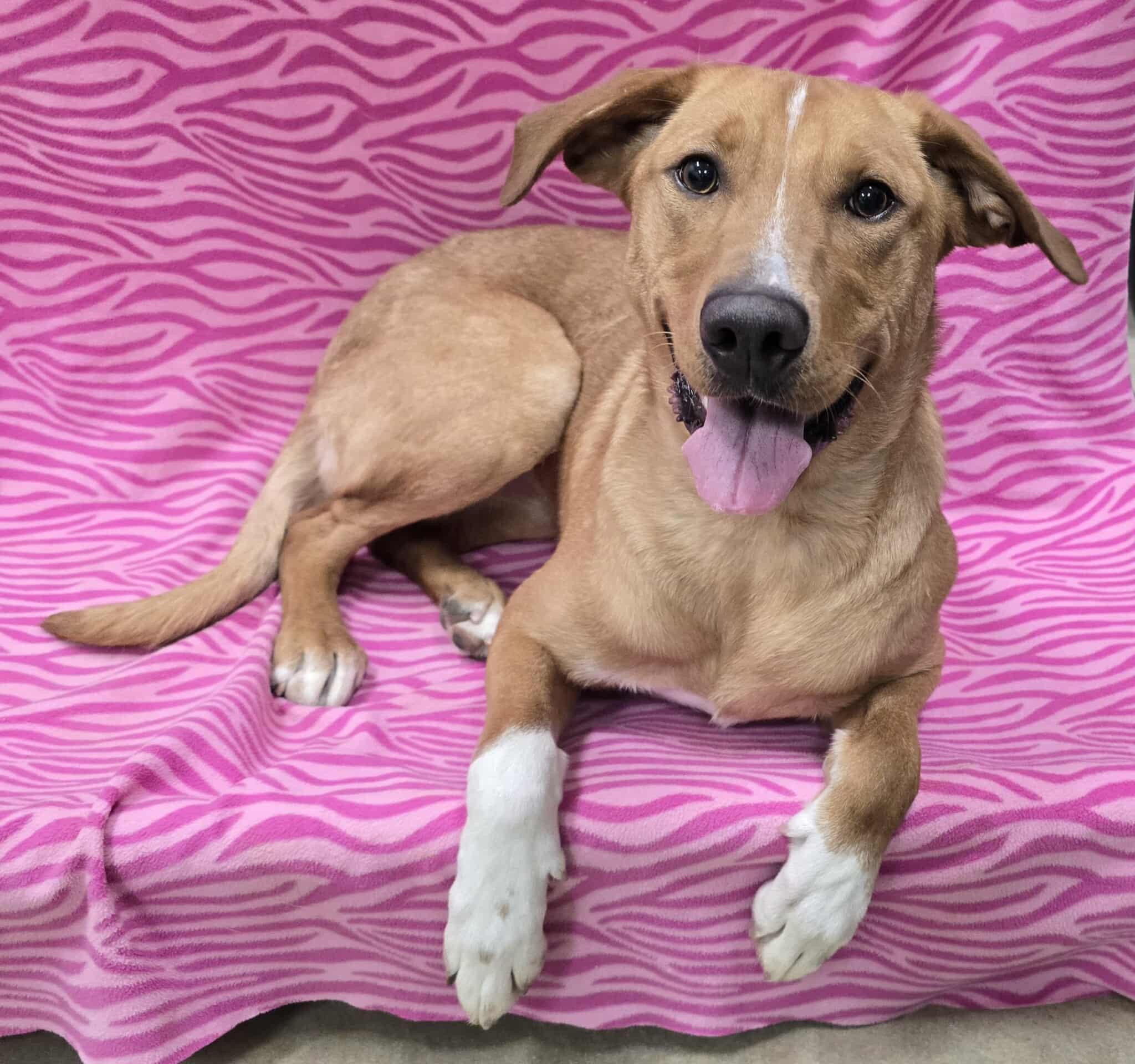 Socks, ADOPTABLE, Young Female Mixed Breed.