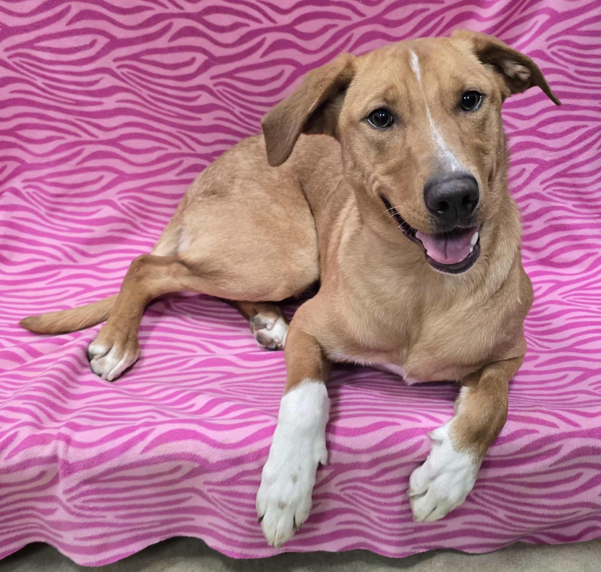 Socks, a ADOPTABLE Mixed Breed in Frankfort, IN image 3/5