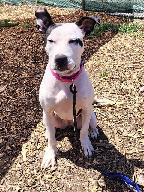 TILLY, Adoptable, Young Female Terrier & Mixed Breed.