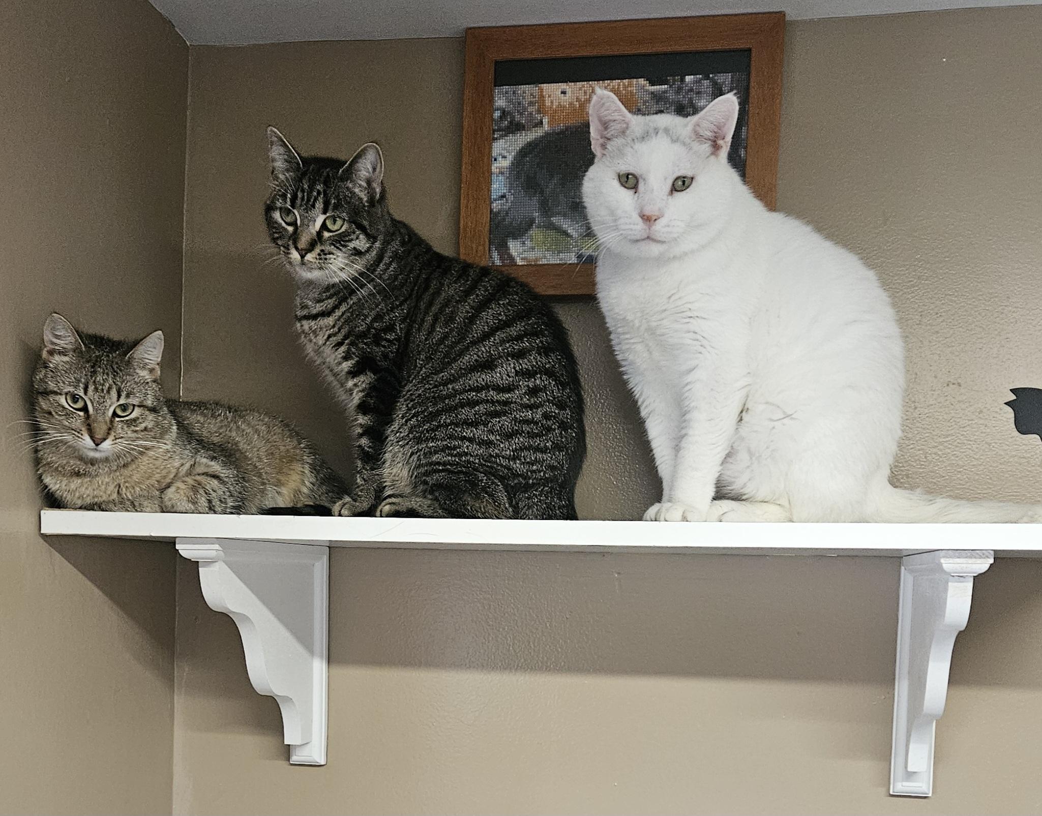 Enlarge Snowman, a Adoptable Domestic Short Hair in Brockport, NY image 3/6